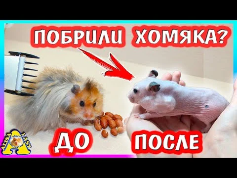 0.webp