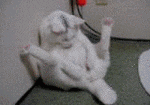 01502bd711a338b47dd1506a87538887_i-8399.gif