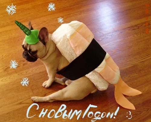 0febdb6c5a02b90d945728c82e60c98a--doggy-clothes-sushi.webp