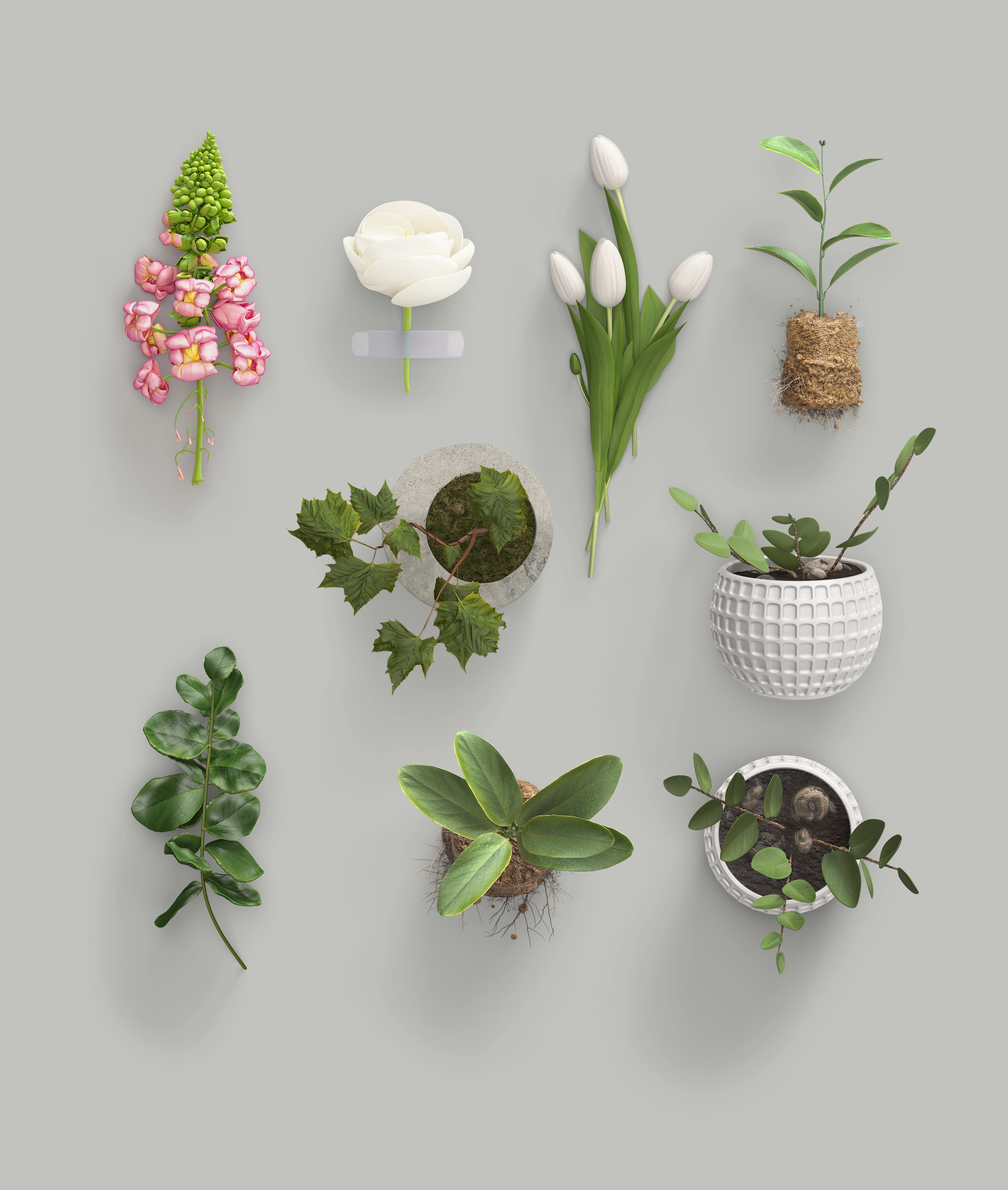 [1] Plants _ Flowers.webp