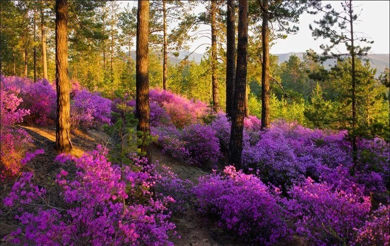 1000062654.webp