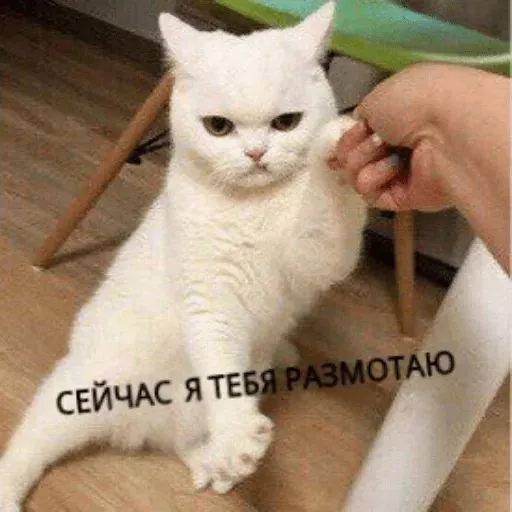 1000844180.webp