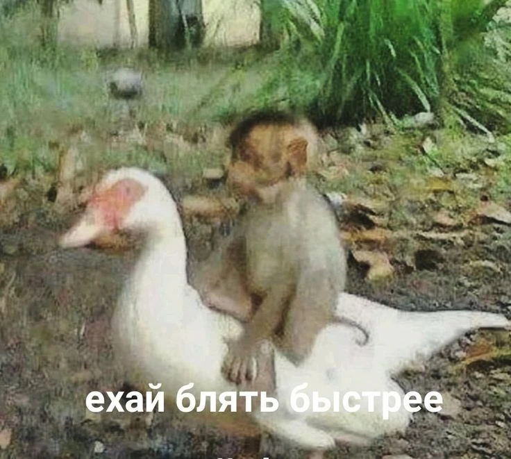 1000844917.webp