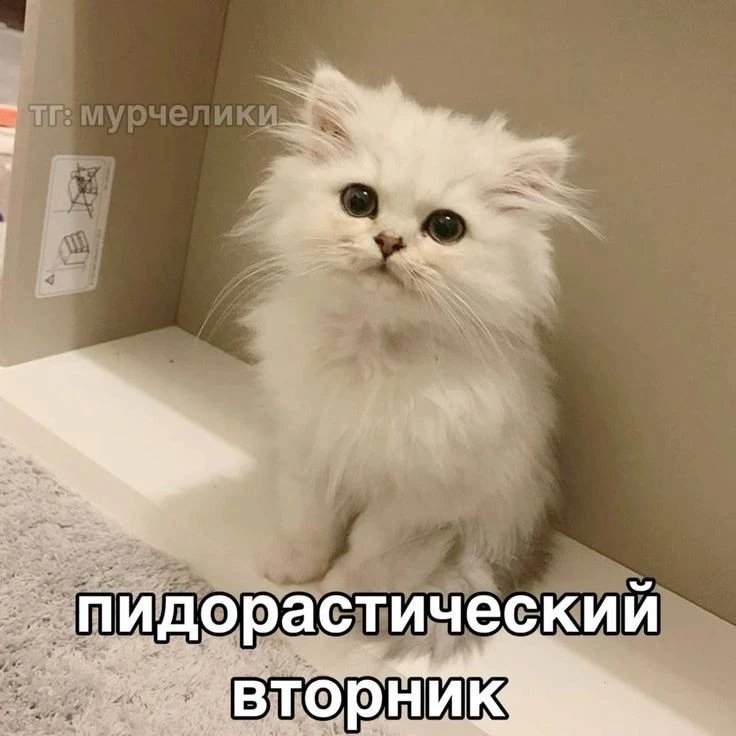 1000844980.webp