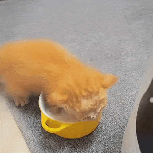 12312312312323.gif