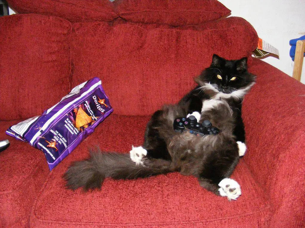 1317159021_these_funny_animals_803_29.webp