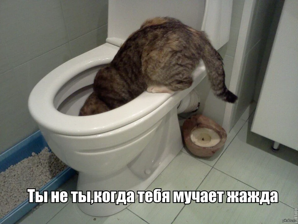 1423258885_1870512163.webp
