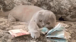 1486465369256181485.gif