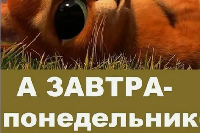 15.webp