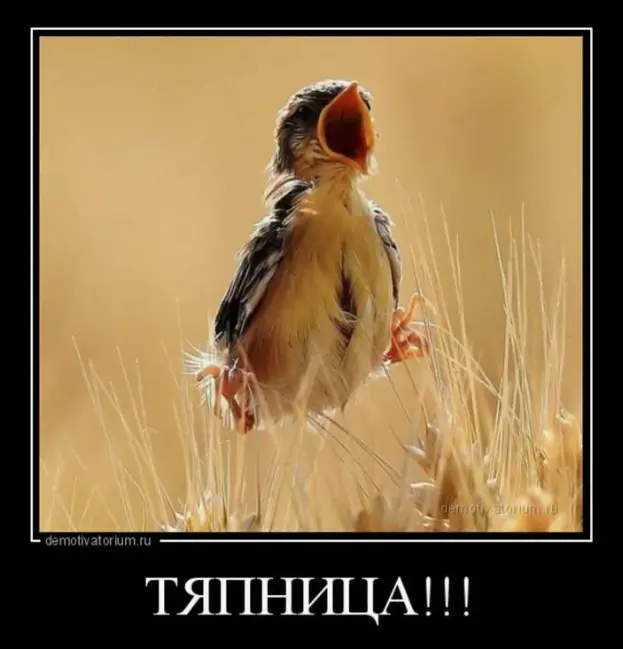 15.webp