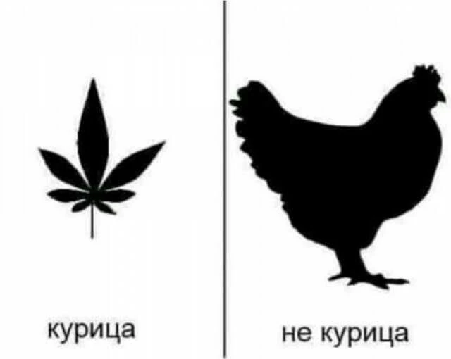15567186.webp