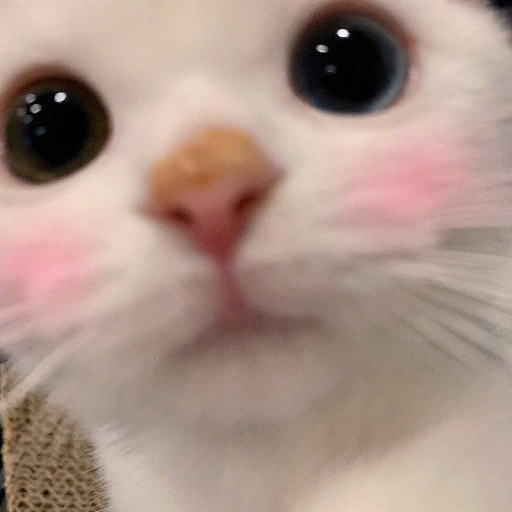 1602929912902.webp