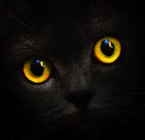 1621872317514.webp