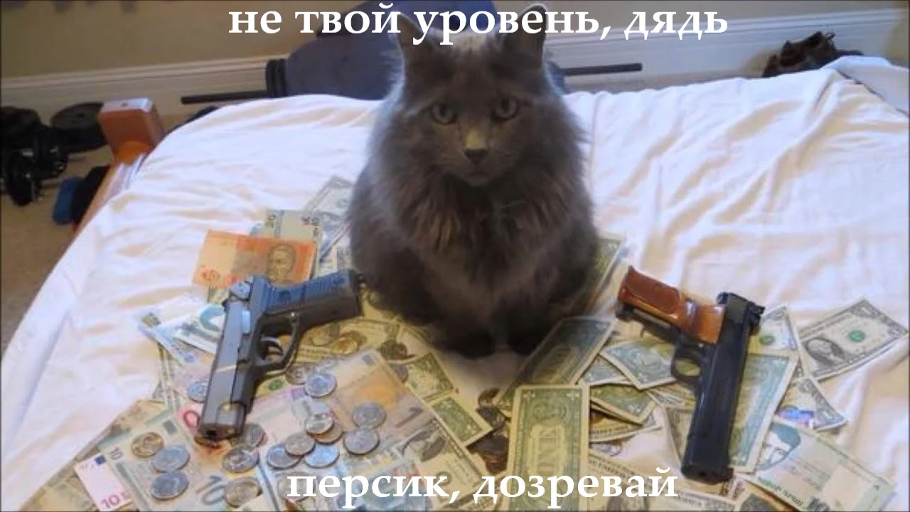 1627106689_35-funart-pro-p-kot-gangster-zhivotnie-krasivo-foto-57.webp