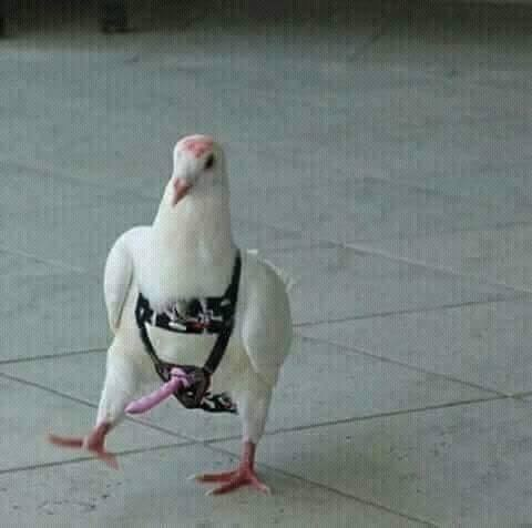 1628339845603.webp