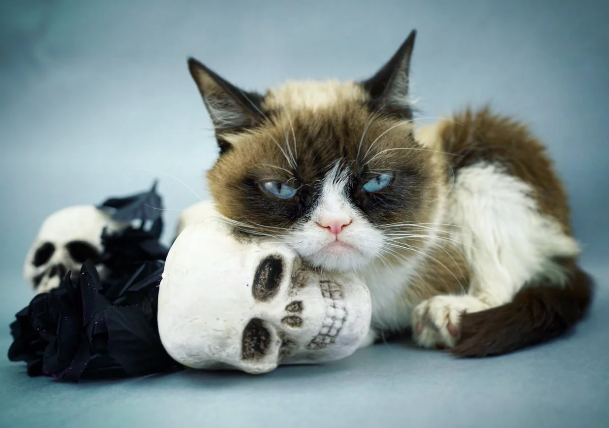 1628935279_60-p-serditaya-koshka-foto-63.webp