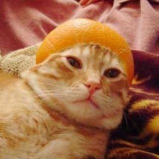1633271936091.webp