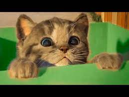 1633965376513.webp