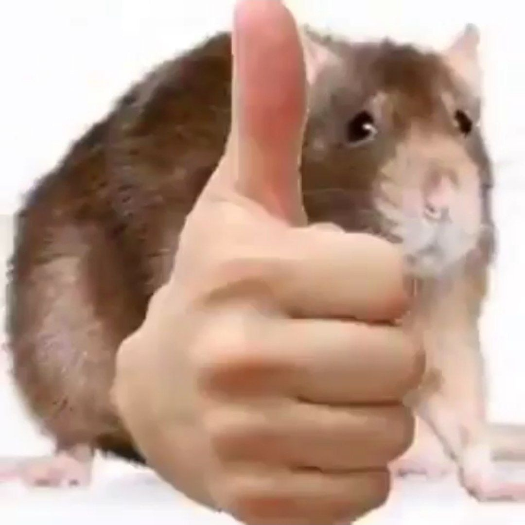 1638119079687.webp
