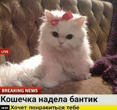 1638610269519.webp