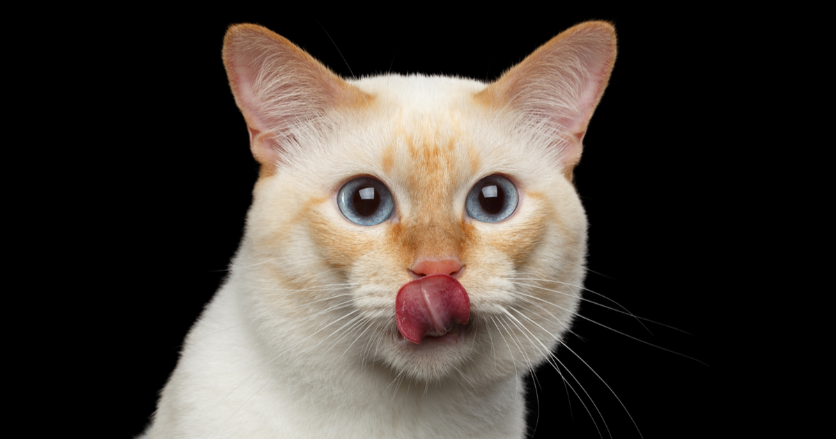 1641946275635.webp