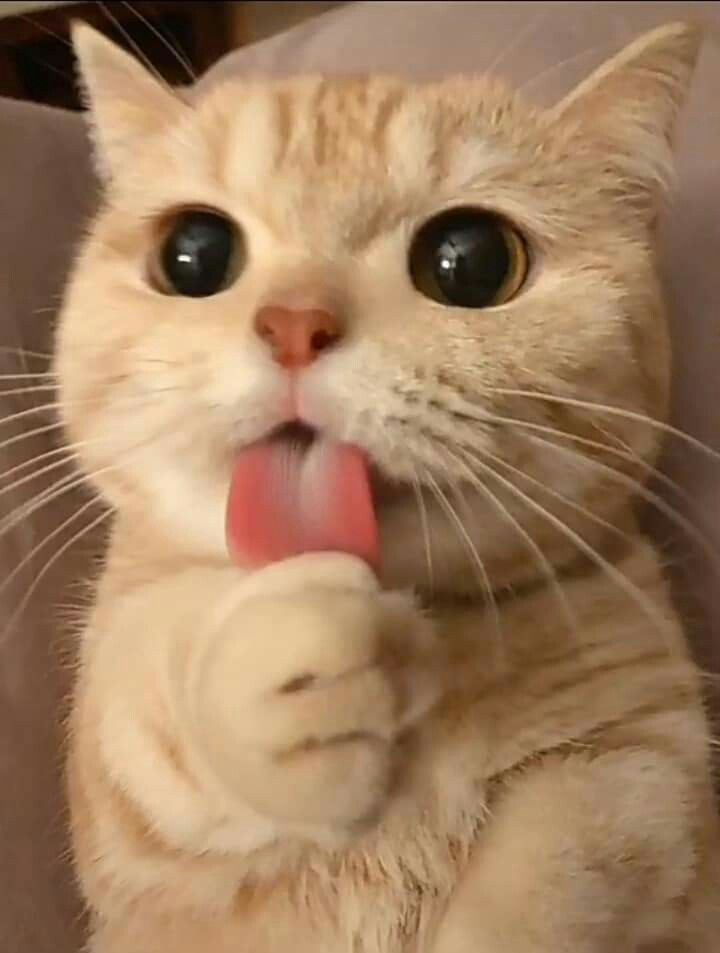 1643486004958.webp