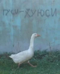 16476933511240785.webp