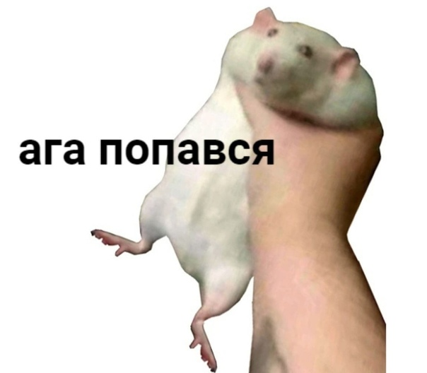 1649295039515.webp