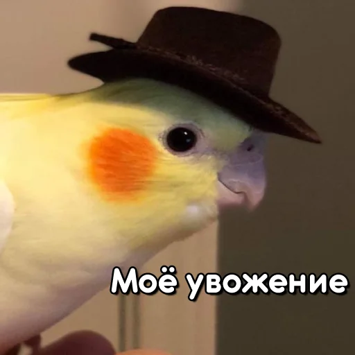 1656074806748.webp