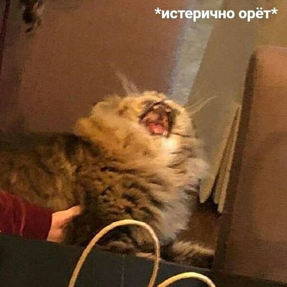 1662228346931.webp
