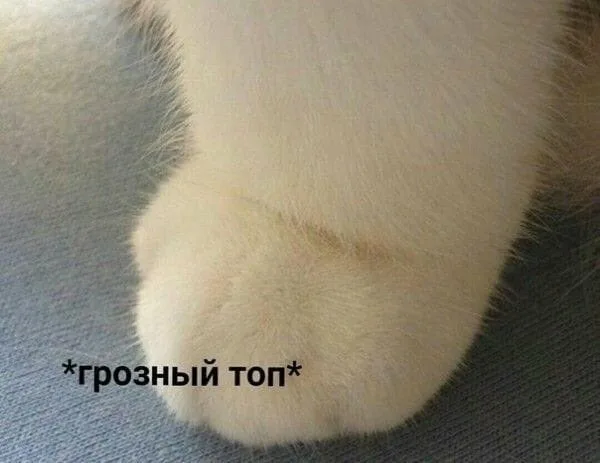 1663145335130.webp