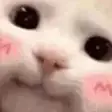 1666265559753.webp