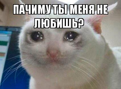 1668366929876.webp