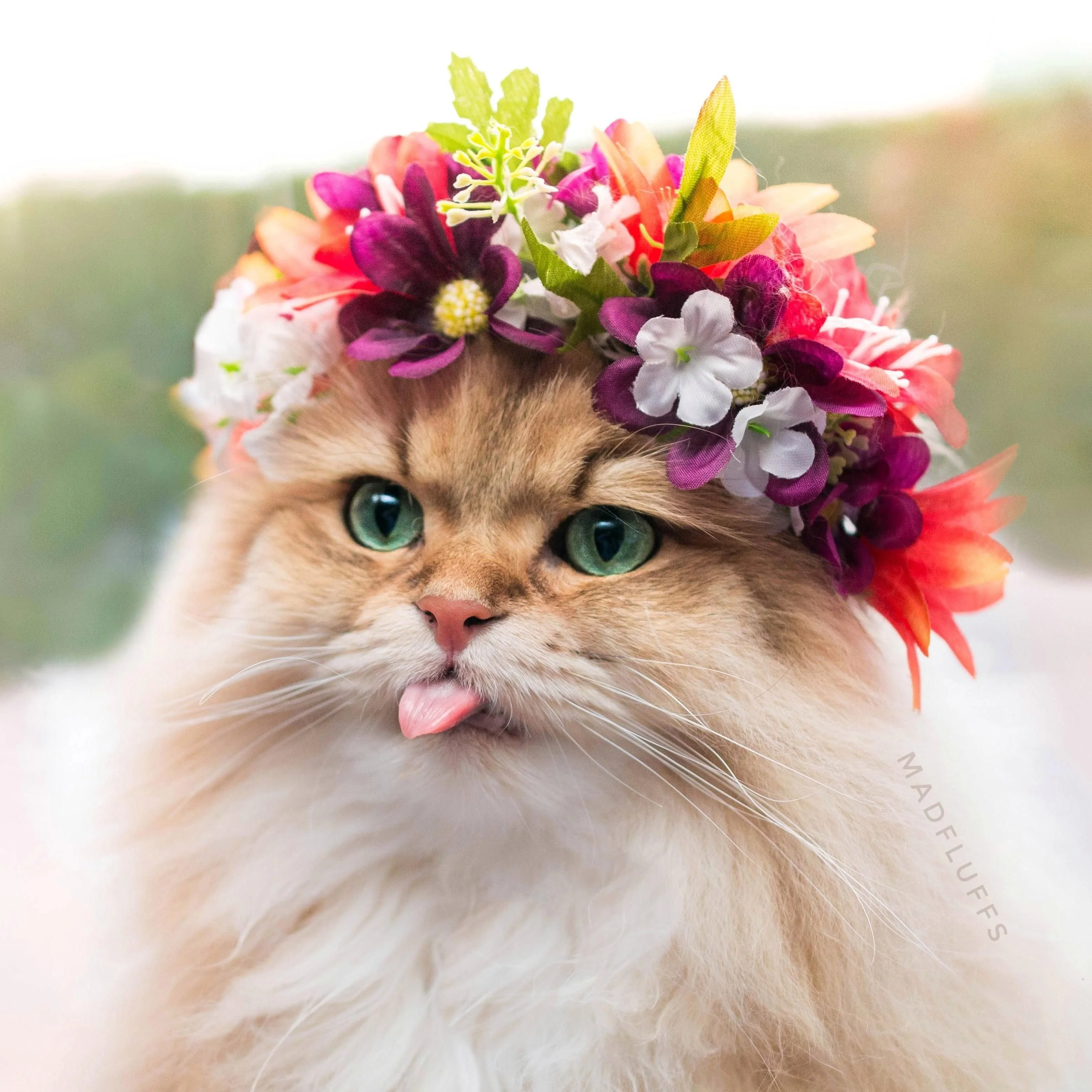 1670003594_kartinkin-net-p-koshki-dobrie-krasivo-8.webp