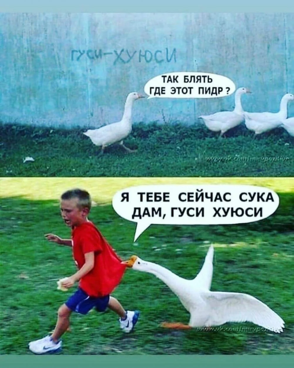 1672178570_www-funnyart-club-p-gus-mem-vkontakte-22.webp