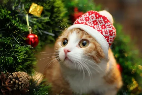 1672593505571.webp