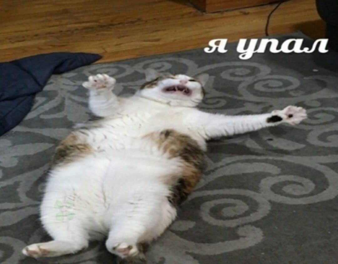 1675864076762.webp
