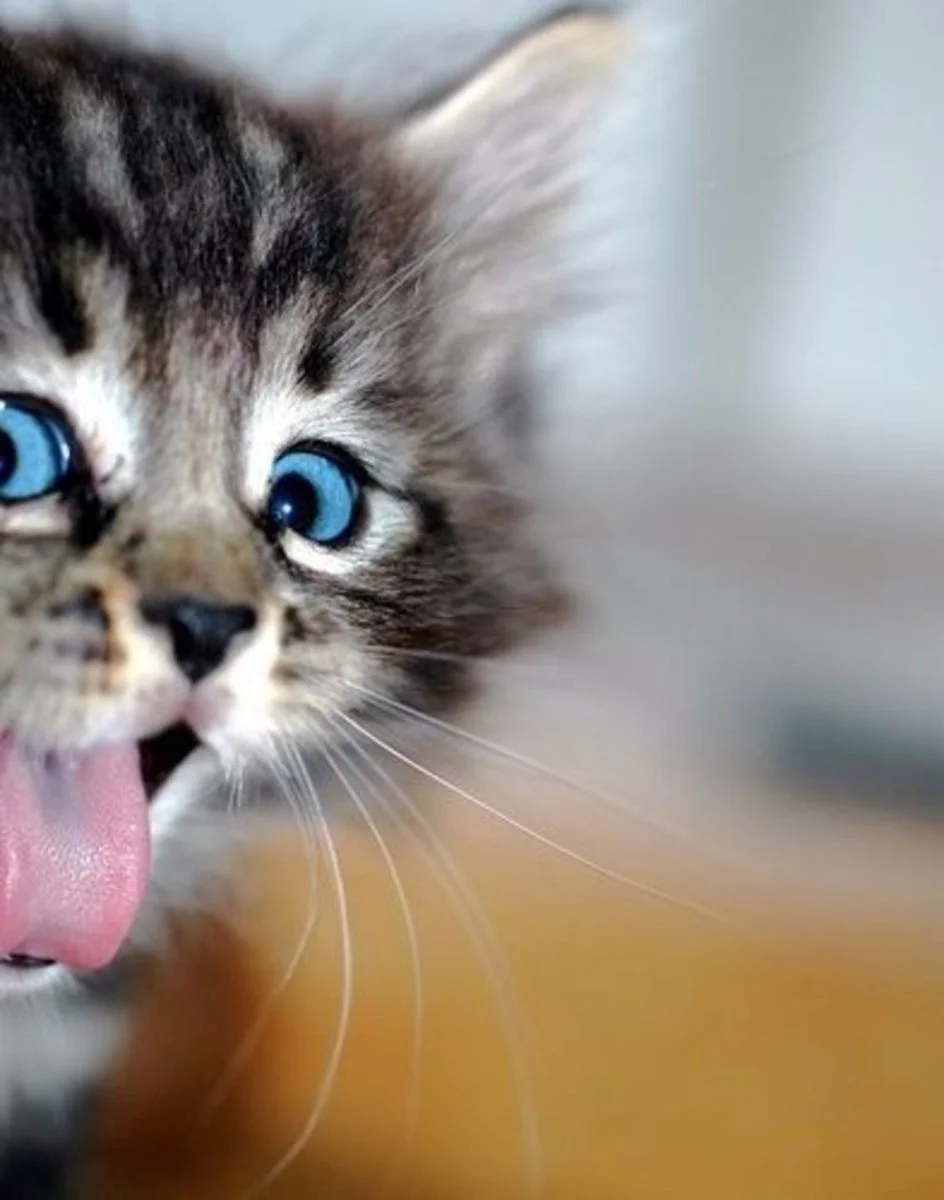 1680569342_animals-pibig-info-p-khoroshii-kot-zhivotnie-vkontakte-54.webp