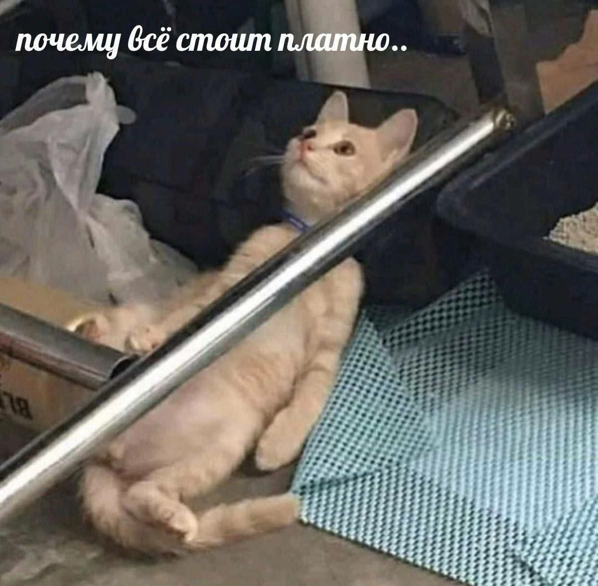 1680889609364.webp