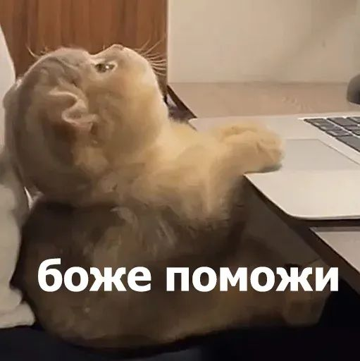 1684405143732.webp
