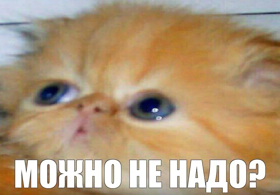 1685651648009.webp