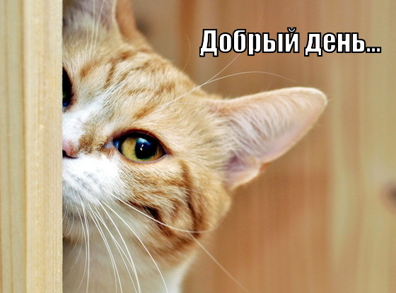 1687249861831.webp