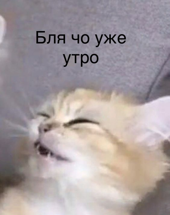 1688760491536.webp
