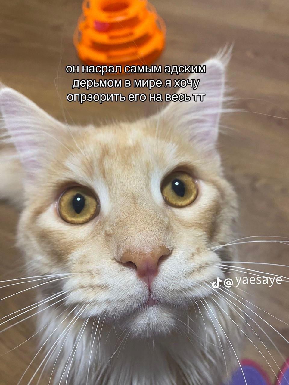 1707523102970.webp