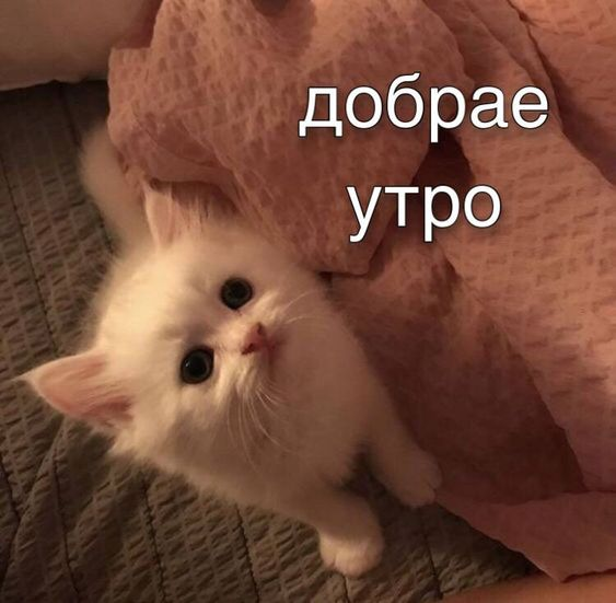 1707921086765.webp