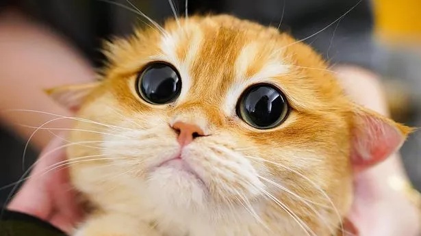 1709371893733.webp