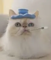 1723577042703.webp