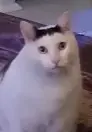 1723659256794.webp