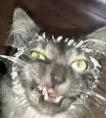 1724619424253.webp