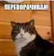 1725315250543.webp